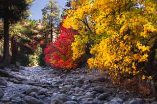 Zion Fall color-3901.jpg Zion Fall color-3901.jpg